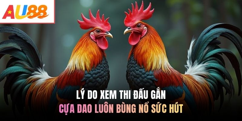 Lý do xem thi đấu gắn cựa dao luôn bùng nổ sức hút